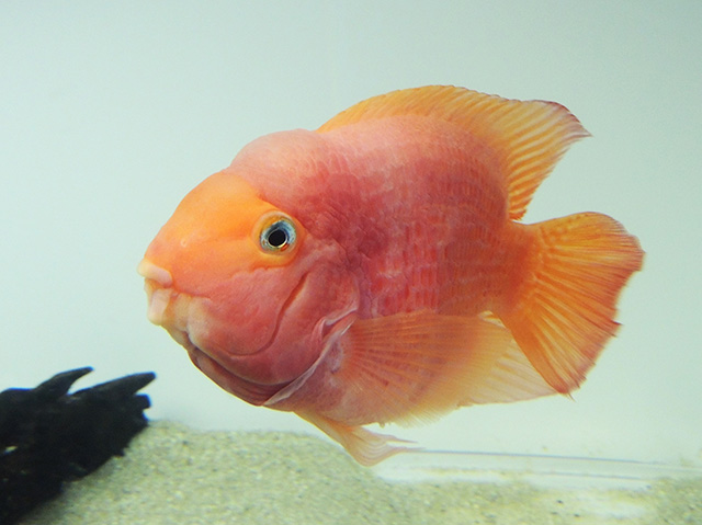 パロットファイアー・シクリッド/マクセル アクアパーク品川(東京都/港区)