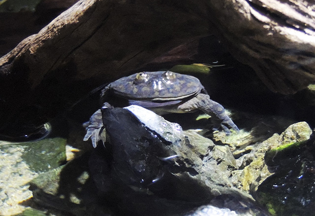 マルメタピオカガエル/マクセル アクアパーク品川(東京都/港区)