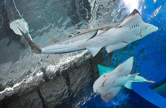 2体のサカタザメ/マクセル アクアパーク品川(東京都/港区)
