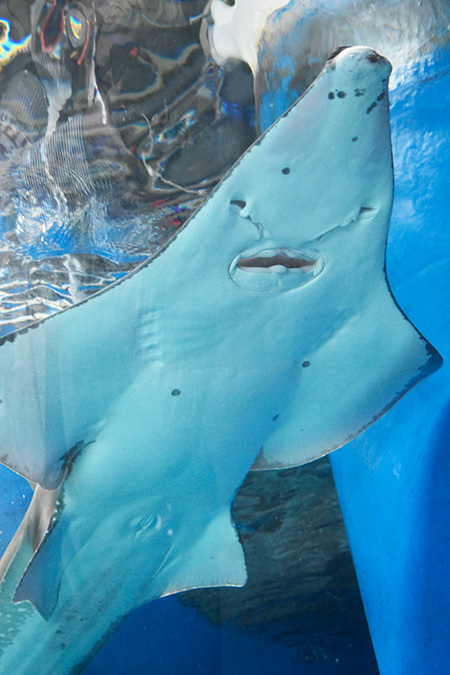 トンガリサカタザメ/マクセル アクアパーク品川(東京都/港区)