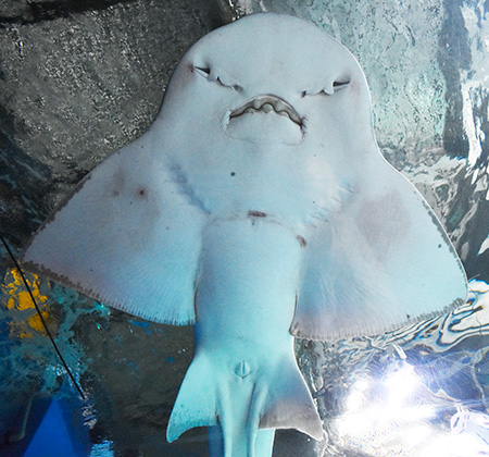 シノノメサカタザメ/マクセル アクアパーク品川(東京都/港区)