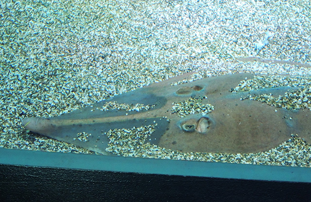 ジャイアントショベルノーズレイマクセル アクアパーク品川(東京都/港区)