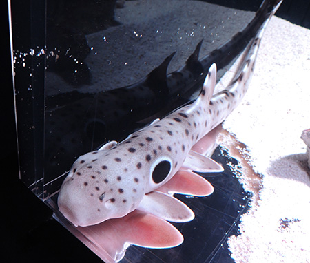 エパレットシャーク/マクセル アクアパーク品川(東京都/港区)