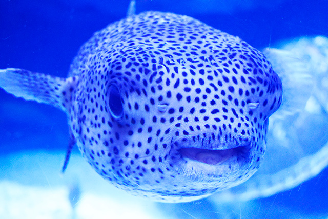 ネズミフグ/マクセル アクアパーク品川(東京都/港区)