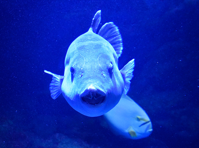 モヨウフグ/マクセル アクアパーク品川(東京都/港区)