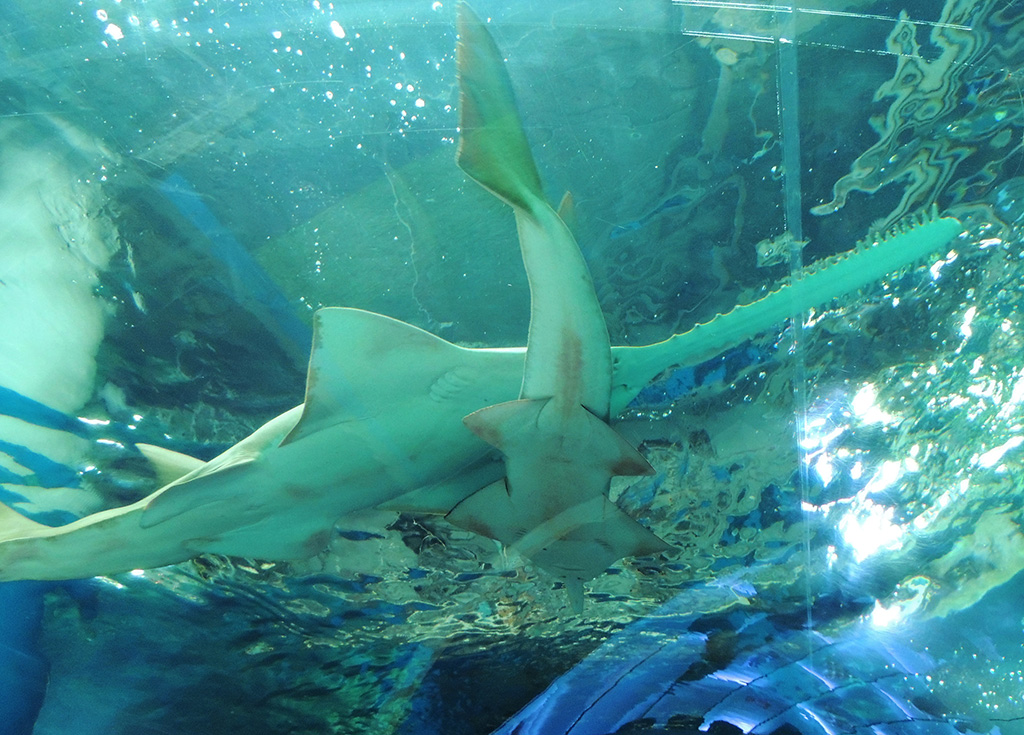 下:ドワーフソーフィッシュ、上:グリーンソーフィッシュ/マクセル アクアパーク品川(東京都/港区)