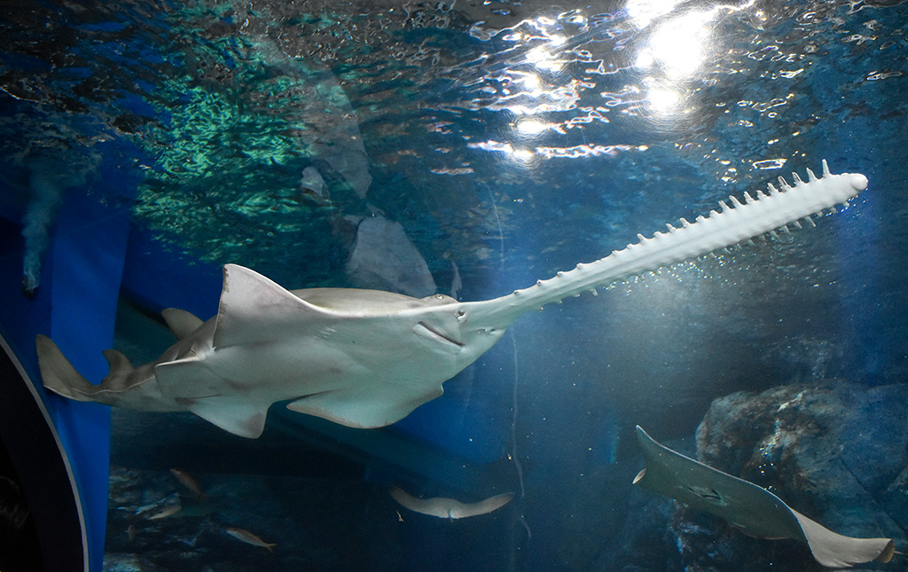 グリーンソーフィッシュ/マクセル アクアパーク品川(東京都/港区)