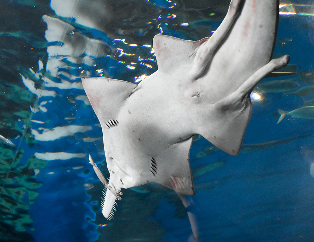 オスのドワーフソーフィッシュ/マクセル アクアパーク品川(東京都/港区)