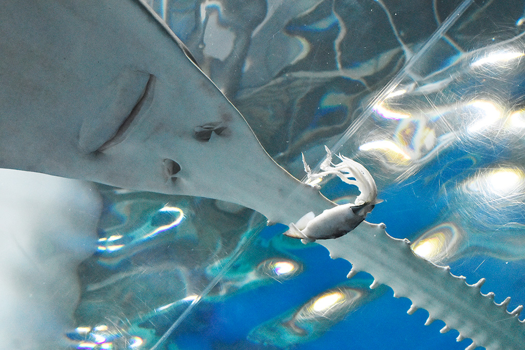 イカを捕食しようとするノコギリエイ/マクセル アクアパーク品川(東京都/港区)