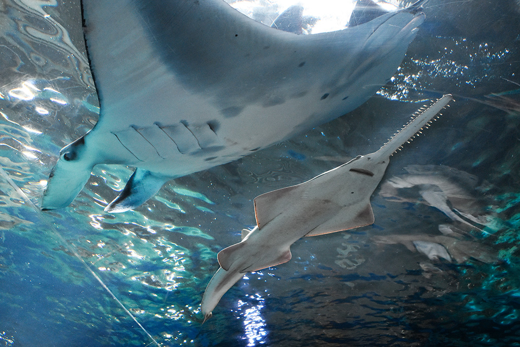マンタの“カイト”くんとすれ違い /マクセル アクアパーク品川(東京都/港区)