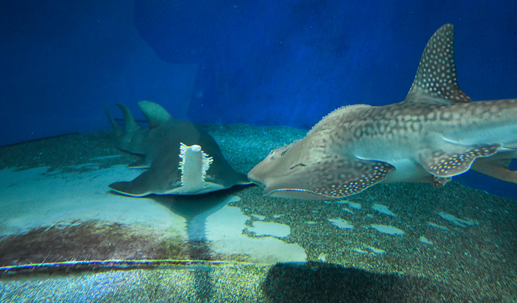 グリーンソーフィッシュ /マクセル アクアパーク品川(東京都/港区)