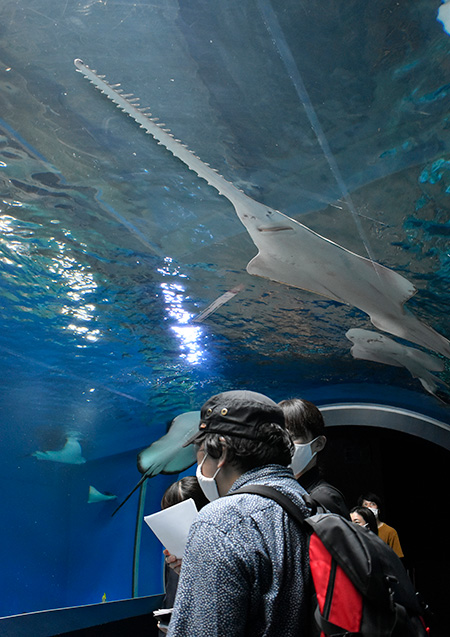 グリーンソーフィッシュ /マクセル アクアパーク品川(東京都/港区)