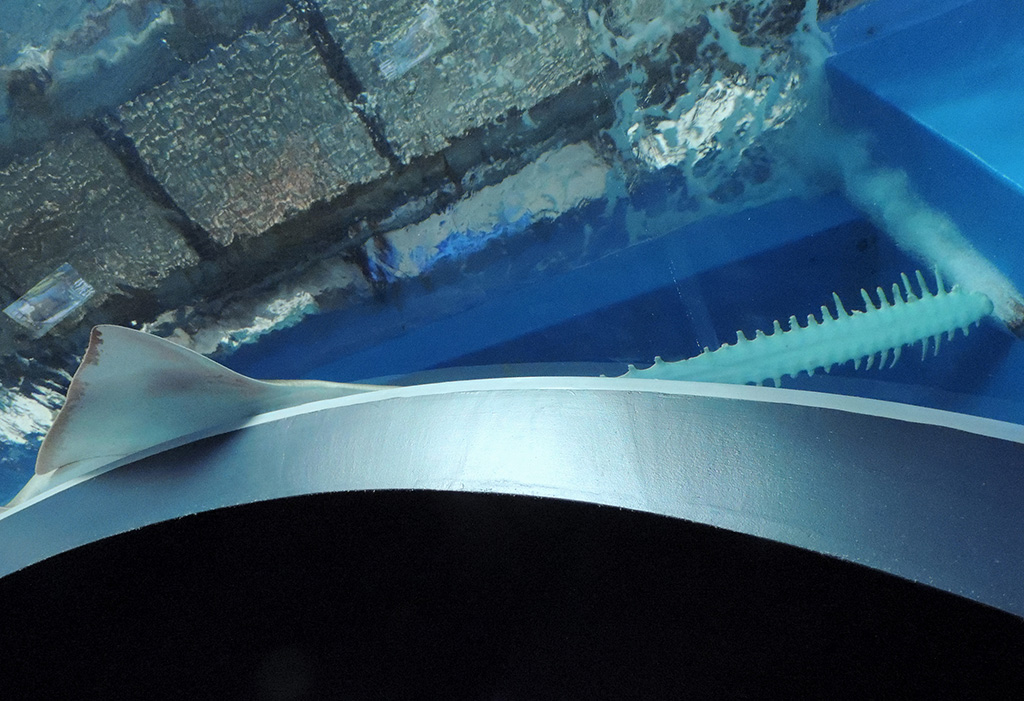 グリーンソーフィッシュ /マクセル アクアパーク品川(東京都/港区)