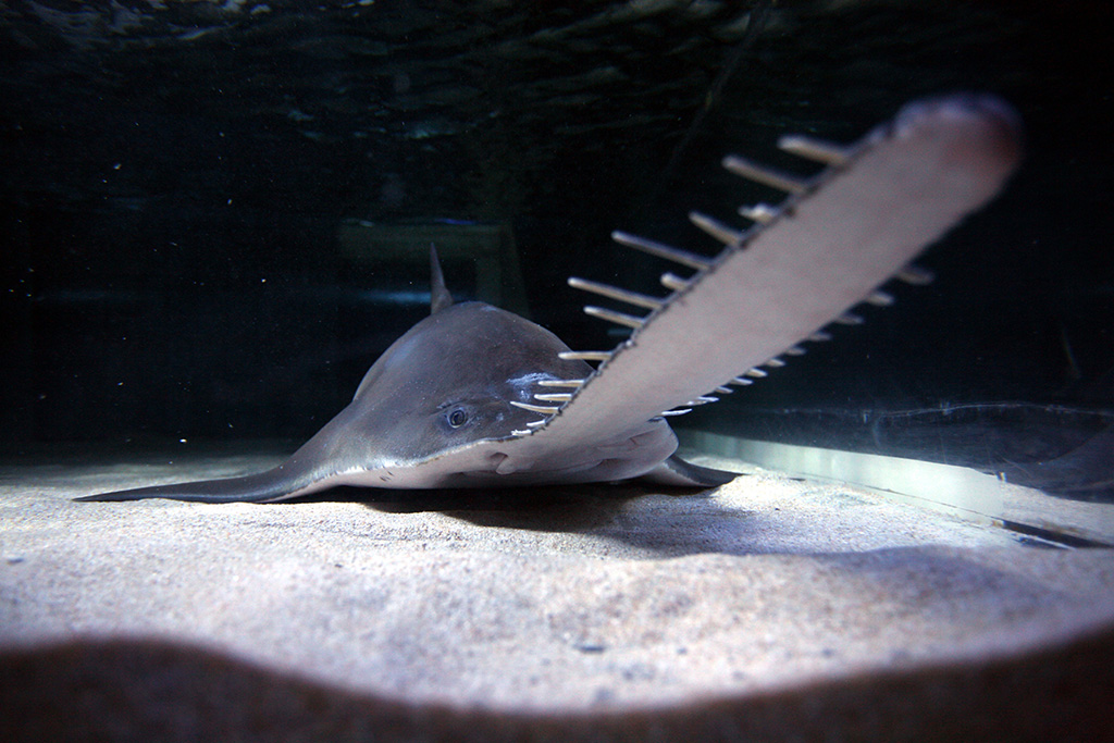 グリーンソーフィッシュ(メス)/登別マリンパーク ニクス(北海道/登別市)