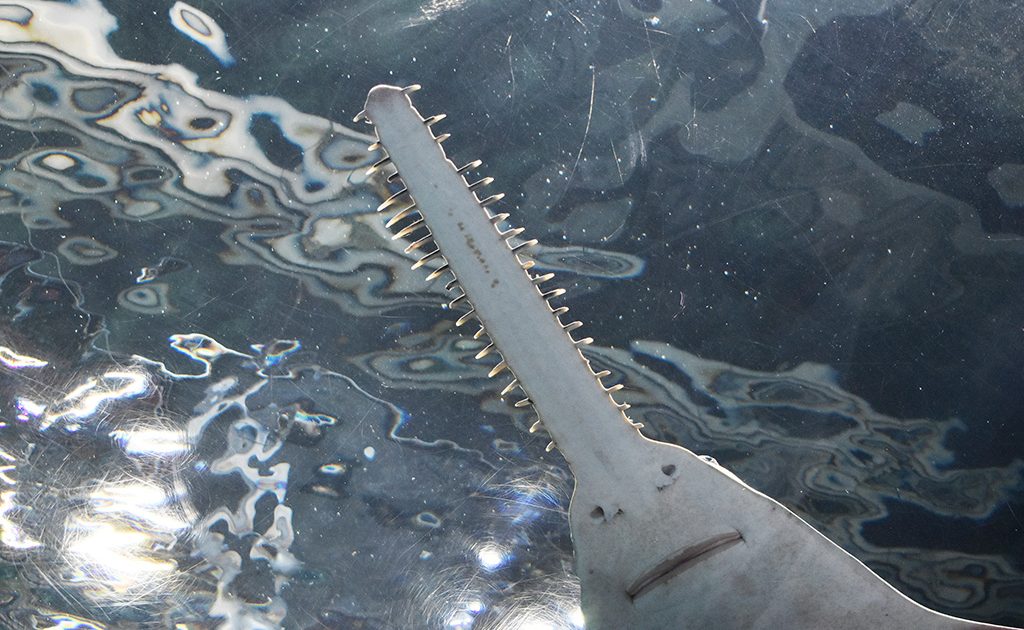 裏の顔”が人気！ノコギリエイの展示は3水族館のみ。性格・特徴、世界