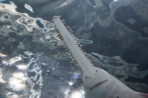 “裏の顔”が人気！ノコギリエイの展示は3水族館のみ。性格・特徴、世界唯一展示も