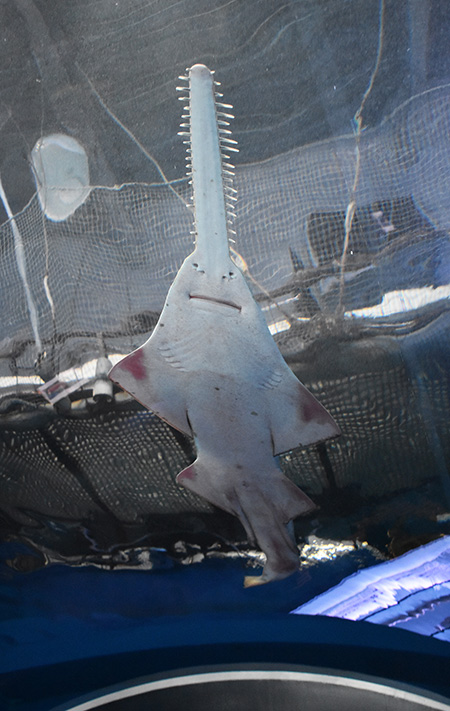 ノコギリエイの“裏の顔”/マクセル アクアパーク品川(東京都/港区)