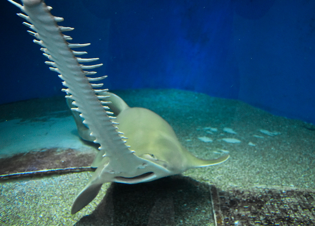 ノコギリエイ/マクセル アクアパーク品川(東京都/港区)