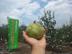 甲府・南アルプスのぶどう狩り・梨狩り・りんご狩りなど秋の果物狩りスポット6選!