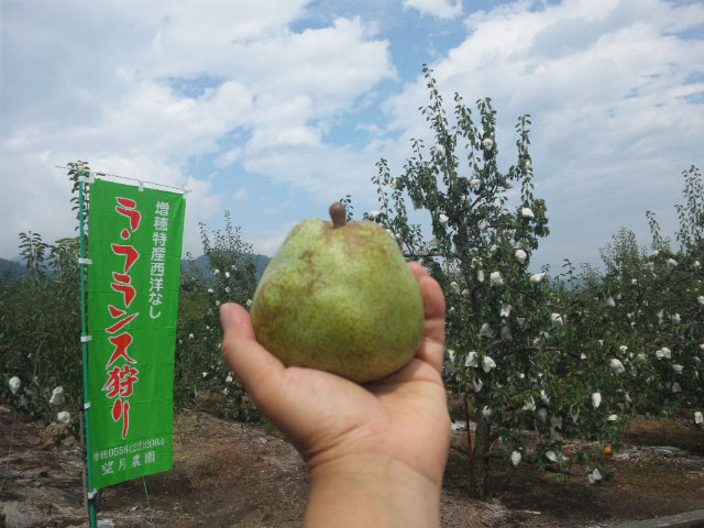 甲府・南アルプスのぶどう狩り・梨狩り・りんご狩りなど秋の果物狩りスポット6選！