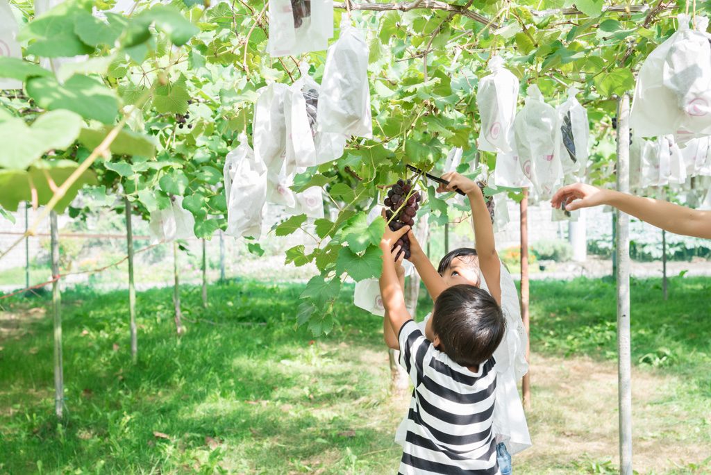 山口県の秋の味覚&果物狩りスポット4選！ぶどう狩り・梨狩り・みかん狩りなど
