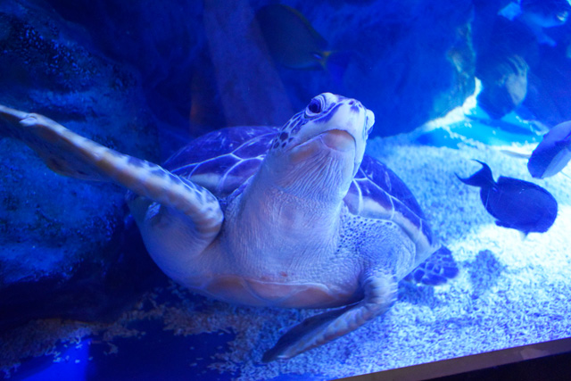 アオウミガメたちがいる水槽/マクセル アクアパーク品川(東京都/港区)
