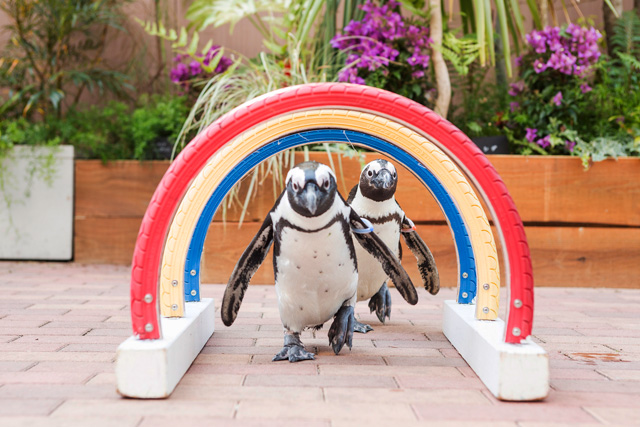 ペンギンのミニパフォーマンス/マクセル アクアパーク品川(東京都/港区)