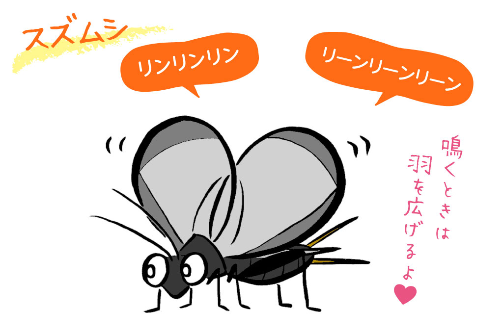 スズムシ／秋の昆虫採集！スズムシ&コオロギ