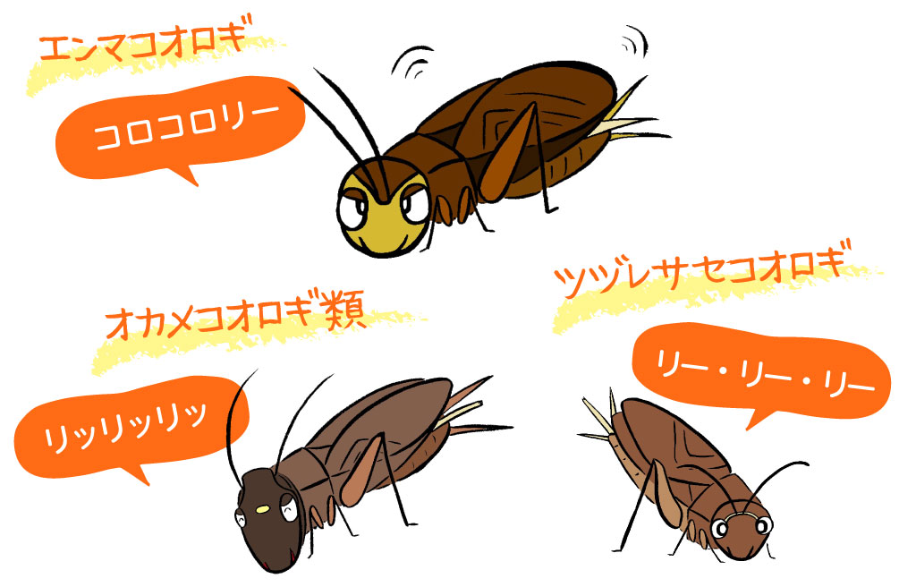 コオロギ／秋の昆虫採集！スズムシ&コオロギ