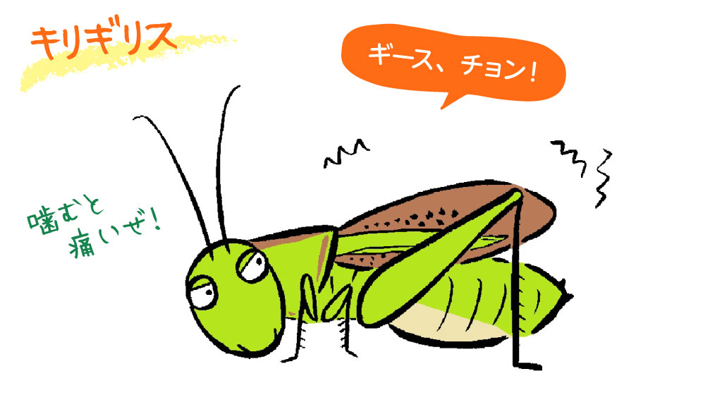 キリギリス／秋の昆虫採集！スズムシ&コオロギ