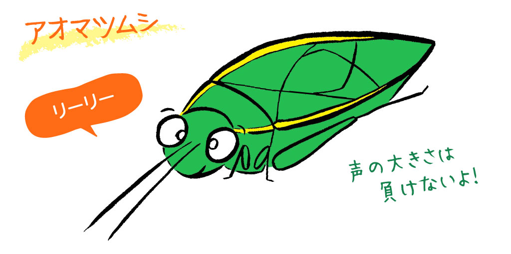 アオマツムシ／秋の昆虫採集！スズムシ&コオロギ