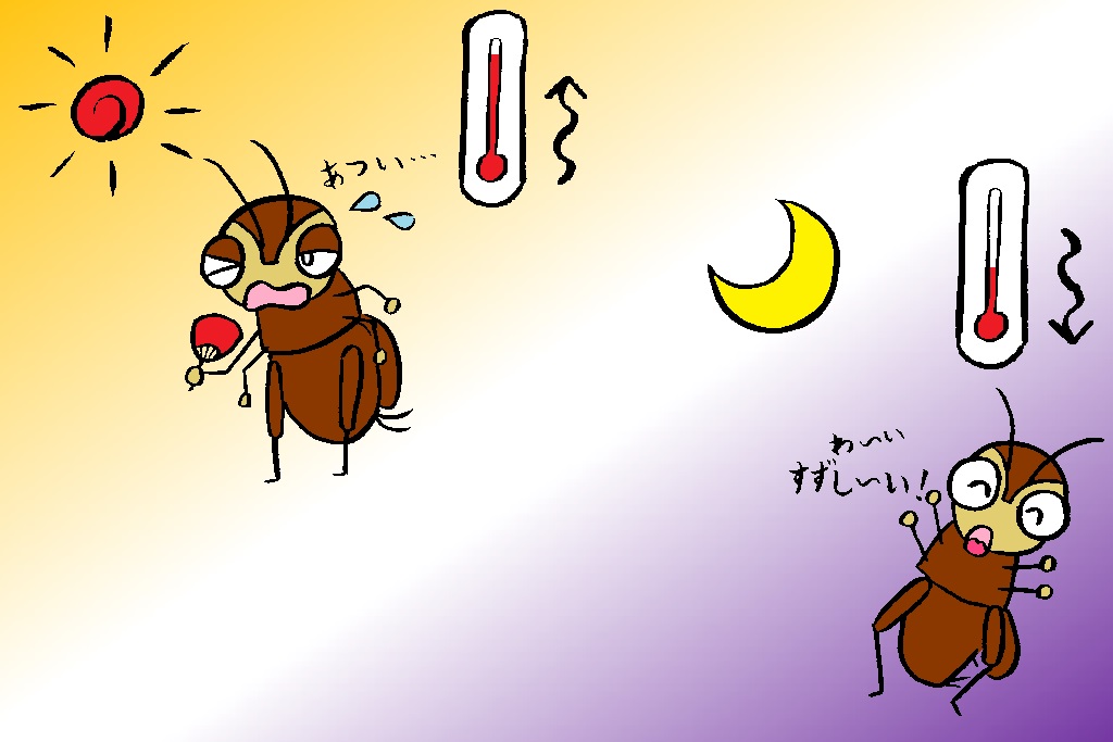 コオロギやスズムシの鳴き始める時期／秋の昆虫採集！スズムシ&コオロギ