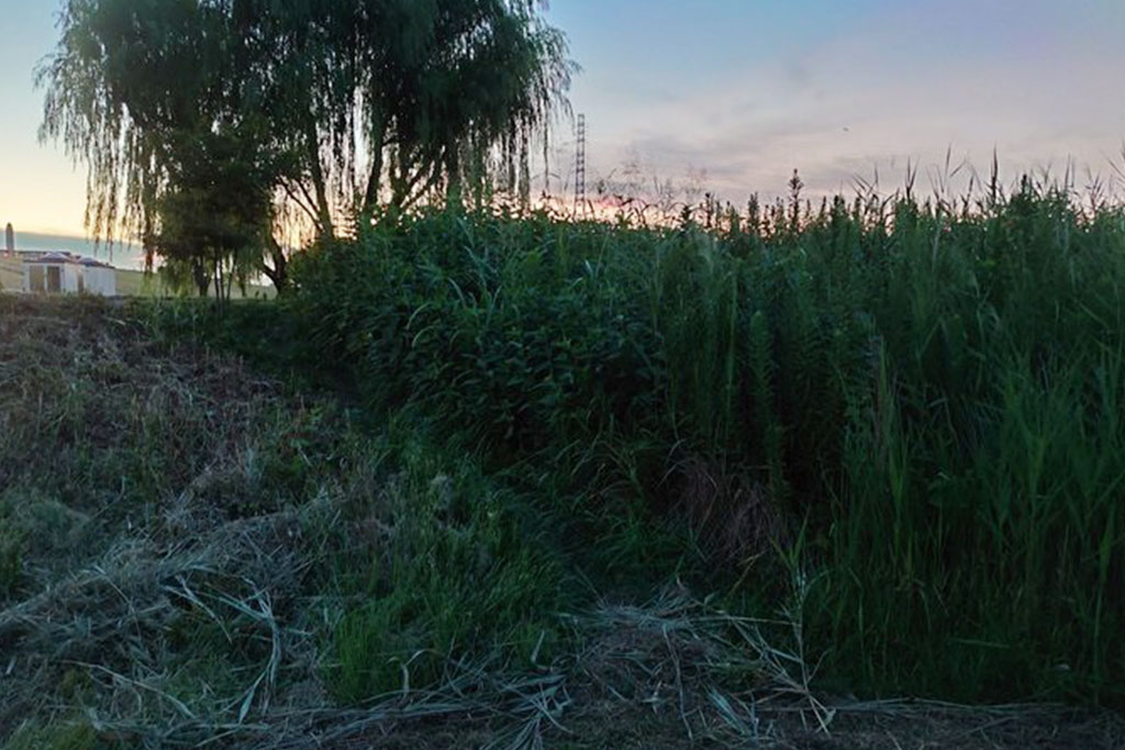 夕方、日が落ちてだいぶ涼しくなった時間帯の草むら／秋の昆虫採集！スズムシ&コオロギ