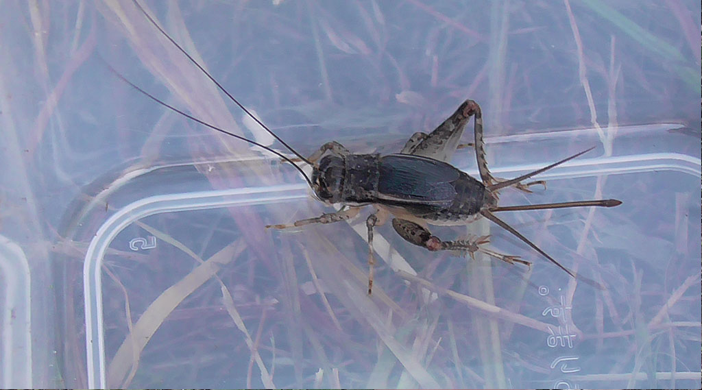 ツヅレサセコオロギ／秋の昆虫採集！スズムシ&コオロギ