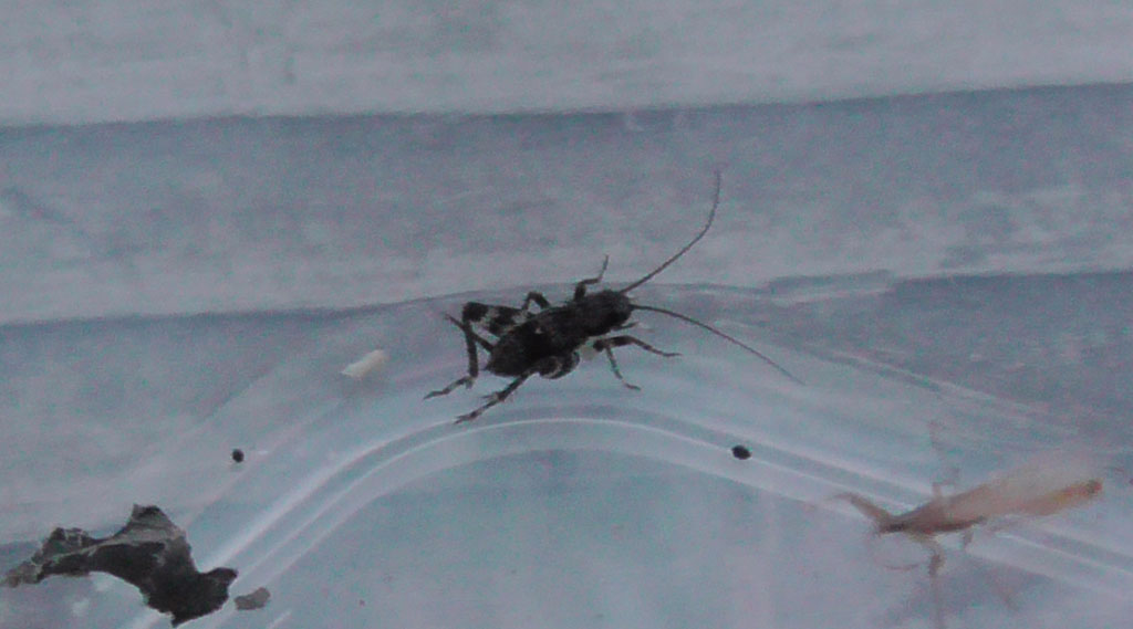 小さなマダラスズ／秋の昆虫採集！スズムシ&コオロギ