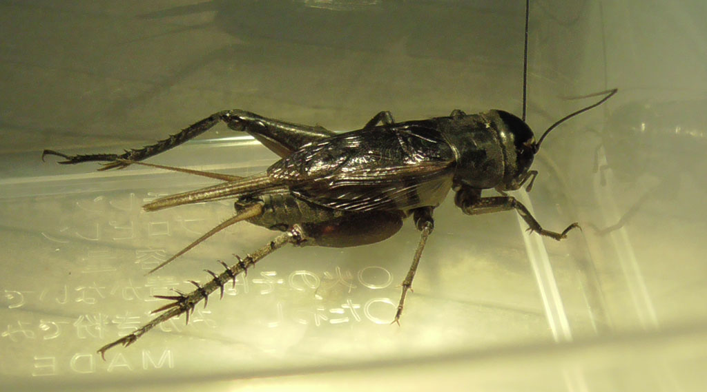エンマコオロギのオス／秋の昆虫採集！スズムシ&コオロギ
