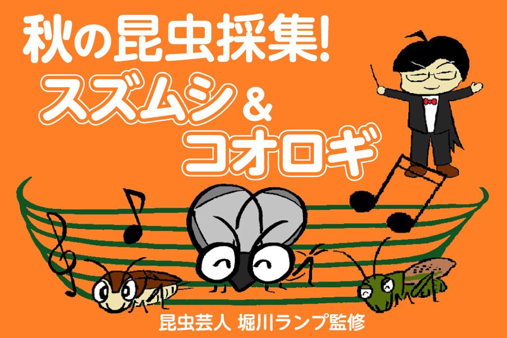 秋の昆虫採集！鳴く虫の季節はいつ？スズムシ&コオロギの採集から飼育まで