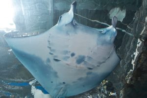 世界最大のエイ「マンタ」がいる水族館は?種類や人なつっこい性格など徹底レポート