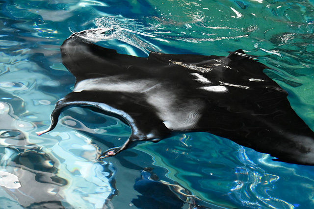 上から見た「マクセル アクアパーク品川」のナンヨウマンタ