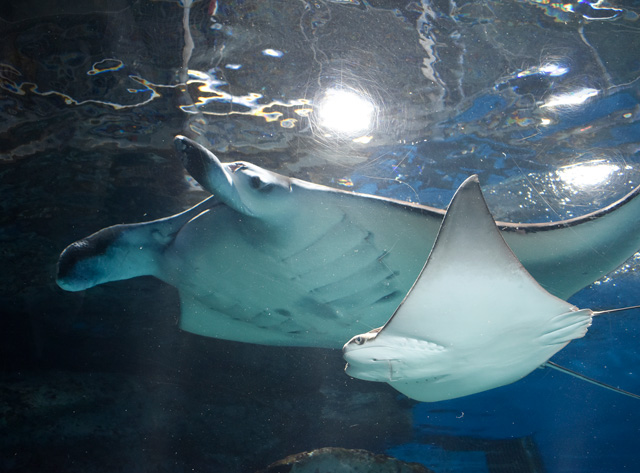 ほかのエイに比べてもかなり大きいナンヨウマンタ/マクセル アクアパーク品川