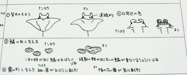 ナンヨウマンタとオニイトマキエイの違いメモ書き/マクセル アクアパーク品川