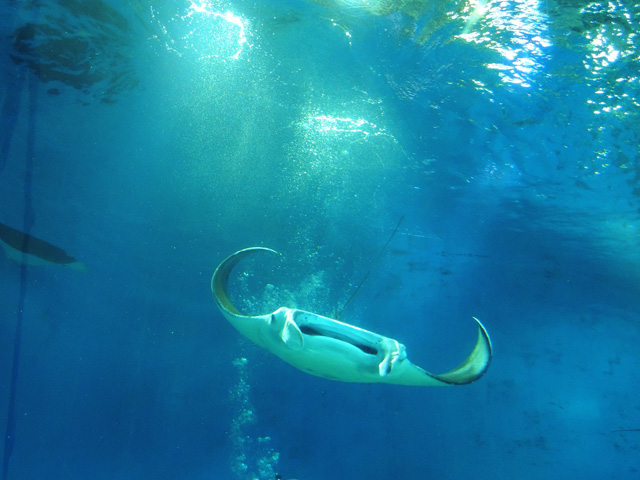 マンタの正面からのショット/マクセル アクアパーク品川