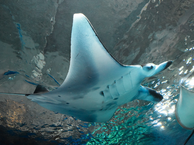 飛ぶように泳ぐマンタの姿/マクセル アクアパーク品川