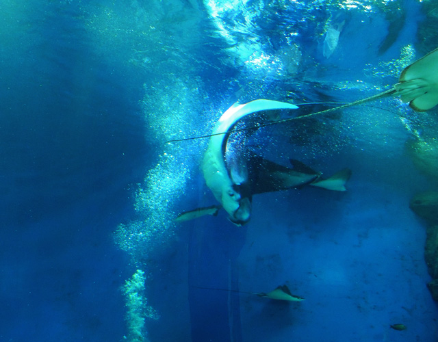 上下方向に宙返り中のナンヨウマンタ/マクセル アクアパーク品川