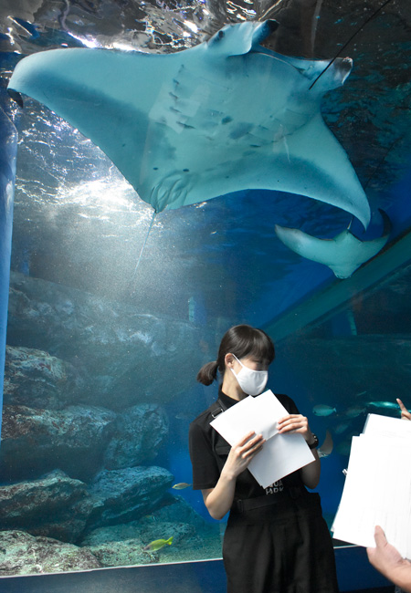 ナンヨウマンタ/マクセル アクアパーク品川