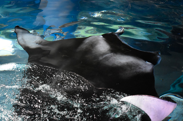 黒いマントのようなマンタ/マクセル アクアパーク品川