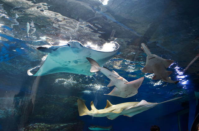 約10種以上のエイが泳ぎ回るワンダーチューブ/マクセル アクアパーク品川