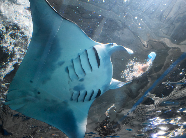 ナンヨウマンタの食事シーン/マクセル アクアパーク品川