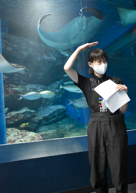 マンタの赤ちゃんの横幅を示してくれる村山さん/マクセル アクアパーク品川