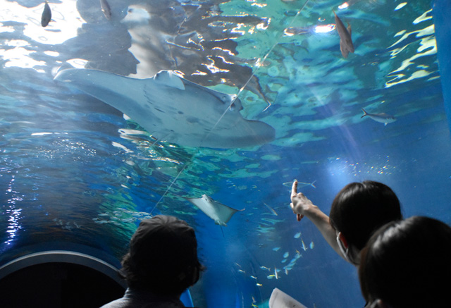 ナンヨウマンタについての説明を受ける/マクセル アクアパーク品川